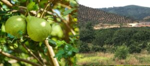 tinh dầu bưởi – hơi thở an nhiên từ Đất mẹ