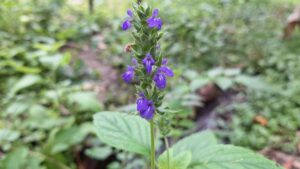 tinh dầu hạ khô thảo 3ml – tặng phẩm từ ngọn Đồi cát tiên