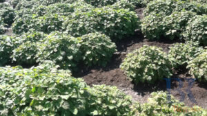 Tinh Dầu Hoắc Hương 10ml – Năng Lượng Của Đất & Sự Tĩnh Lặng Nội Tâm auto draft