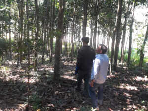 tinh dầu vỏ quế – hơi Ấm từ Đất mẹ & trái tim việt