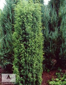 bách hương (juniperus communis)