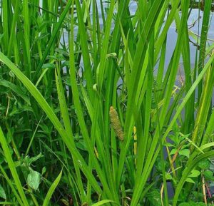 cây calamus (acorus calamus)