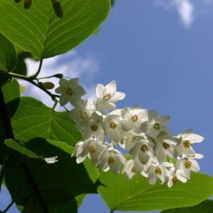 nhựa benzoin (styrax benzoin)