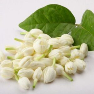 tinh dầu hoa nhài 3ml – hương của sự nở hoa trong tâm hồn