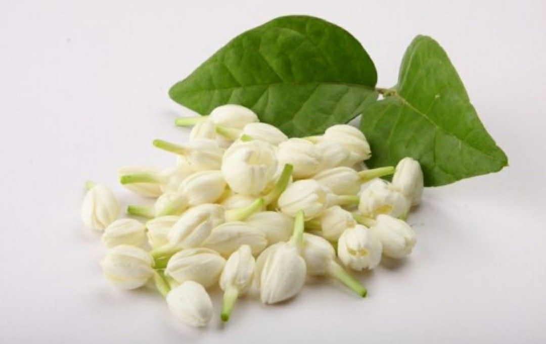 tinh dầu hoa nhài 3ml – hương của sự nở hoa trong tâm hồn tinh dầu hoa nhài 3ml – hương của sự nở hoa trong tâm hồn