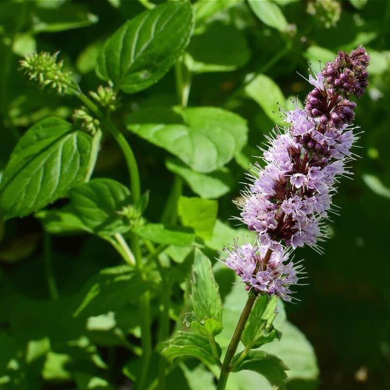 tinh dầu hoắc hương – năng lượng của Đất & sự tĩnh lặng nội tâm tinh dầu hoắc hương – năng lượng của Đất & sự tĩnh lặng nội tâm