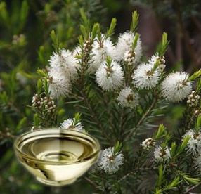 tinh dầu tràm gió – hơi Ấm chữa lành từ thiên nhiên việt